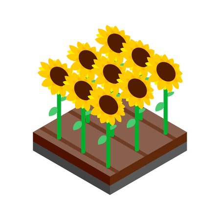 Sunflower field isometric 3d icon on a white backgroundのイラスト素材