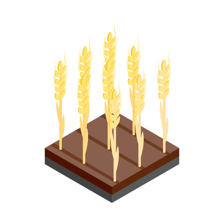 Yellow wheat ears on the field isometric 3d icon on a white backgroundのイラスト素材