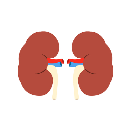 Human kidney icon in flat style isolated on white backgroundのイラスト素材