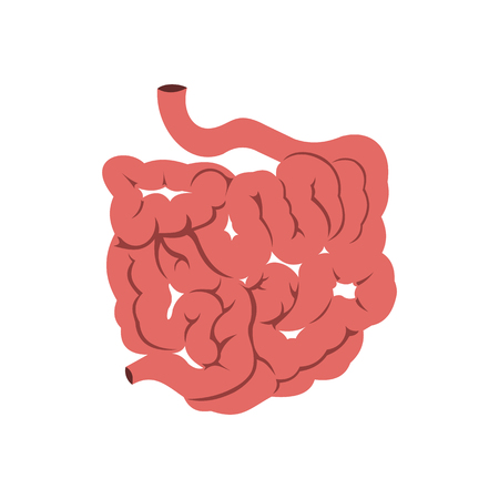 Small intestine icon in flat style isolated on white backgroundのイラスト素材
