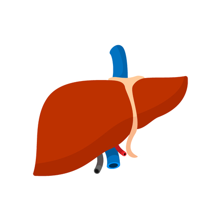 Human liver cartoon iconの写真素材