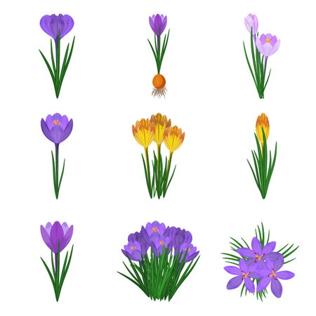 Crocus icons set cartoon vector. Blossom flower. Bloom nature beautyのイラスト素材