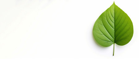 Verdant Green leaf isolated. Nature organic. Generate AIの素材