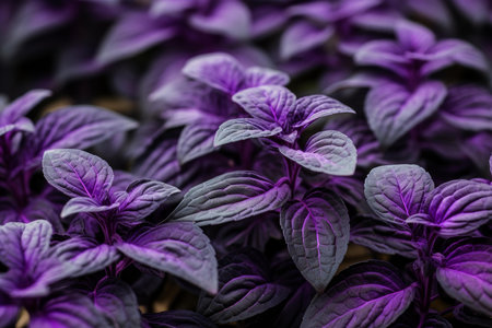 Aromatic Purple basil herbs plant background. Aroma taste garden spring food summer. Generate Aiの素材
