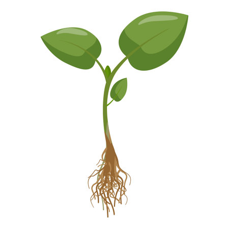 Illustration of a young plant seedling with roots and green leaves. Isolated on white background. In a vector art style. Perfect for botanical. Horticulture. And farming conceptsのイラスト素材