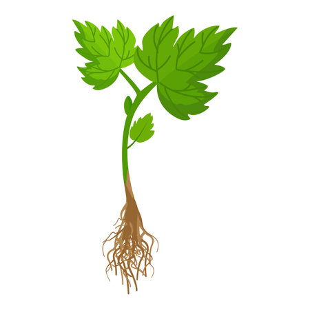 Vector of a young green plant with detailed roots on a white backgroundのイラスト素材
