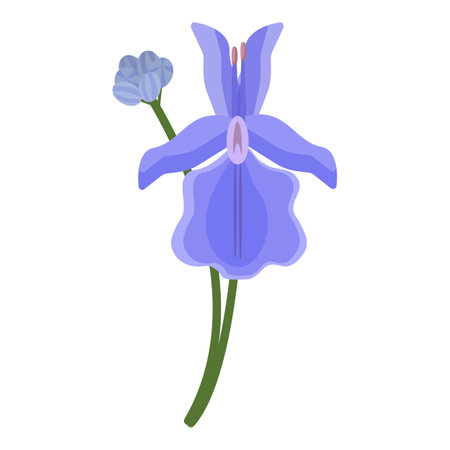 Beautifully detailed illustration of a single blue iris flower on a white backgroundのイラスト素材