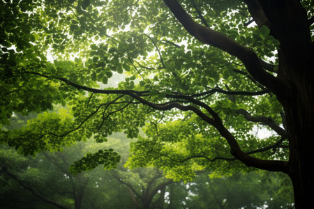 Ethereal view of sunlight filtering through mist and green tree leaves in a serene forestの素材