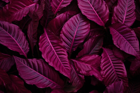Close-up of deep purple leaves creating a lush, textured backgroundの素材
