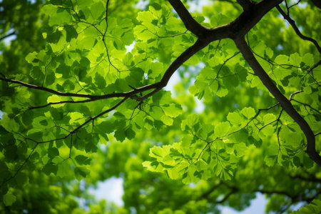 Vibrant green leaves flourishing on a tree branch against a soft-focus forest backdropの素材