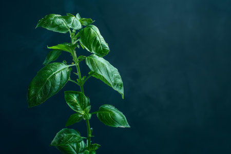 Fresh green basil plant growing on a dark background with water dropsの素材