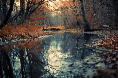 Autumn forest with a small river flowing through it at sunsetの素材