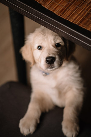 Golden Retriever puppy stands with its paws on the couch and looks at the camera