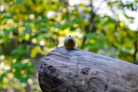 Close-up of a single acorn placed on a wooden log with blurred green forest background.の写真素材