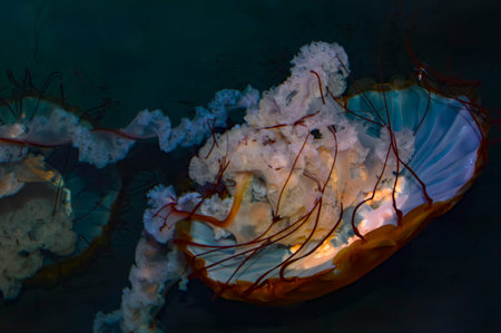 Jellyfish in the water. Underwater world of jellyfish.