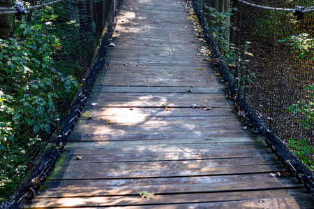 Wooden walkway in the forest with fallen leaves and green foliageの写真素材