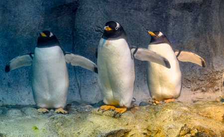 Group of penguins, close-up view.の写真素材