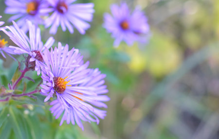 purple asters in the garden, shallow depth of field.の写真素材