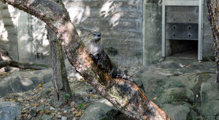 A little otter is sitting on a branch in the zoo.の写真素材