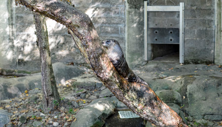 Otter sitting on a tree in the zoo, closeupの写真素材