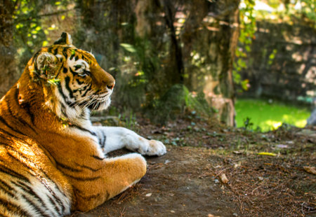 Tiger in national park.の写真素材