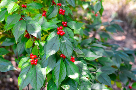 Red berries on the branches of a bush with green leaves in the gardenの写真素材