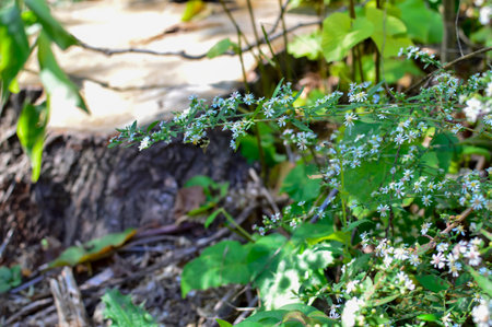Small white flowers in the garden. Selective focus. nature.の写真素材