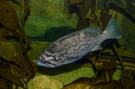 Fish swimming in an aquarium. Close-up of a gray mottled fish swimming in an aquarium environment with plants in the background.の写真素材