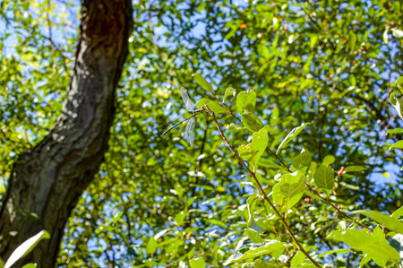 Green leaves on the branches of a tree in the spring forest.の写真素材