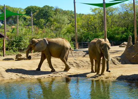 Elephants in the zoo on a sunny day. Thailand.の写真素材