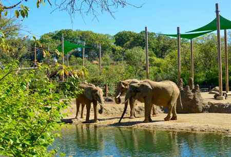 Elephants at the zoo in the city park on a sunny dayの写真素材