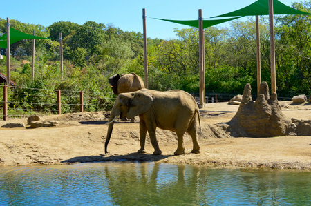 Elephants in the zoo. The elephant is standing near the pond.の写真素材