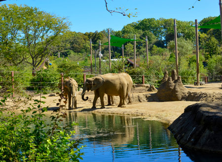 Elephants in the zoo. The concept of exotic tourism.の写真素材