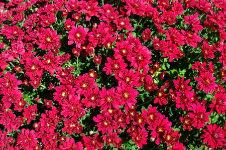 Red chrysanthemum flowers in the garden. Spring background.の写真素材