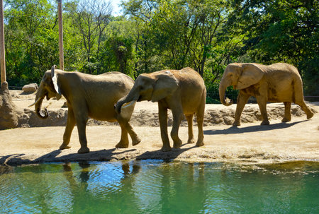 Elephants in the zoo, Khao Yai National Park, Thailandの写真素材