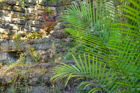 Green leaves of a palm tree on a stone wall in the gardenの写真素材