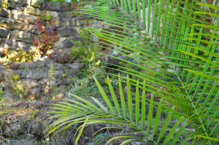 Palm leaves on the background of a stone wall in the gardenの写真素材