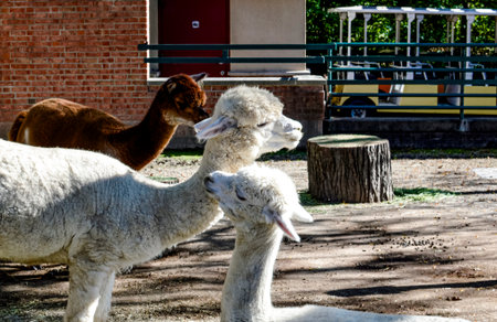 Group of alpacas in the zoo. Alpaca familyの写真素材