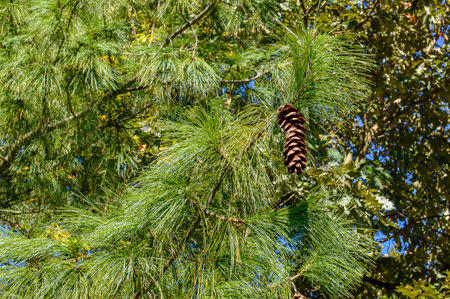 Pine tree branch with cones in the forest. Pine branches in the forest.の写真素材