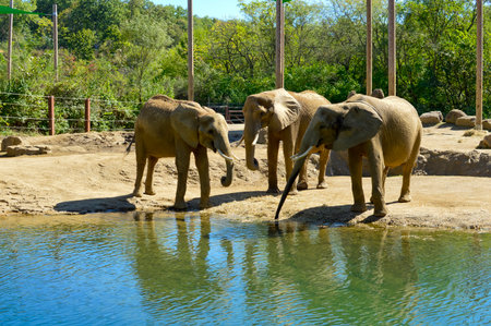 Elephants in the zoo on the shore of the pond.の写真素材