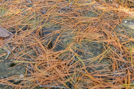 Pine needles on the ground in the forest in autumn, close-upの写真素材