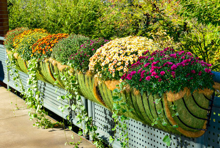 Colorful flowers in pots on a fence in a park in springの写真素材