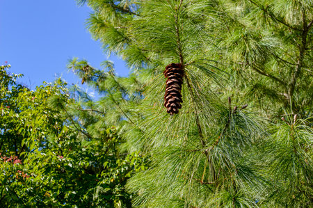 Pine tree with cone on a background of green foliage in the parkの写真素材