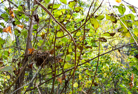 Bird nest in the branches of a tree in the forest. Selective focus.の写真素材