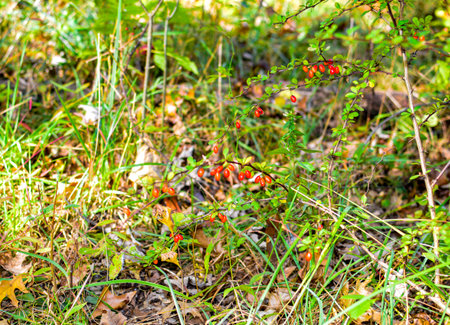 Red berries on a branch in the autumn forest. Selective focus.の写真素材