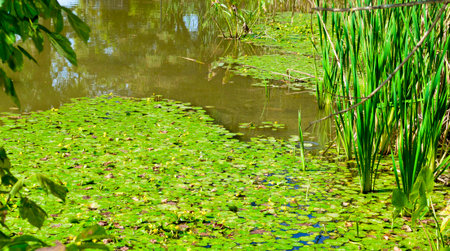 The surface of the pond with water lilies and green leaves.の写真素材