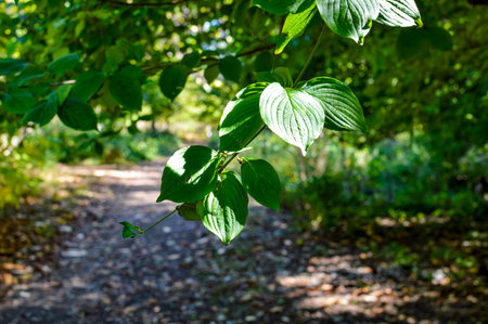 Green leaves in the forest on a sunny dayの写真素材