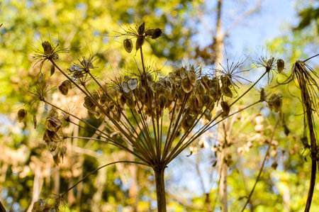 Dry flowers in the meadow, Thailand. Close up.の写真素材