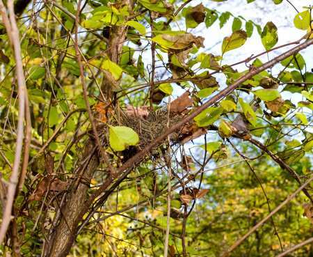 Bird nest on a tree in nature. Bird nest in nature.の写真素材