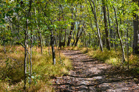 Path in autumn forest. Autumn landscape in the forest. Autumn forestの写真素材